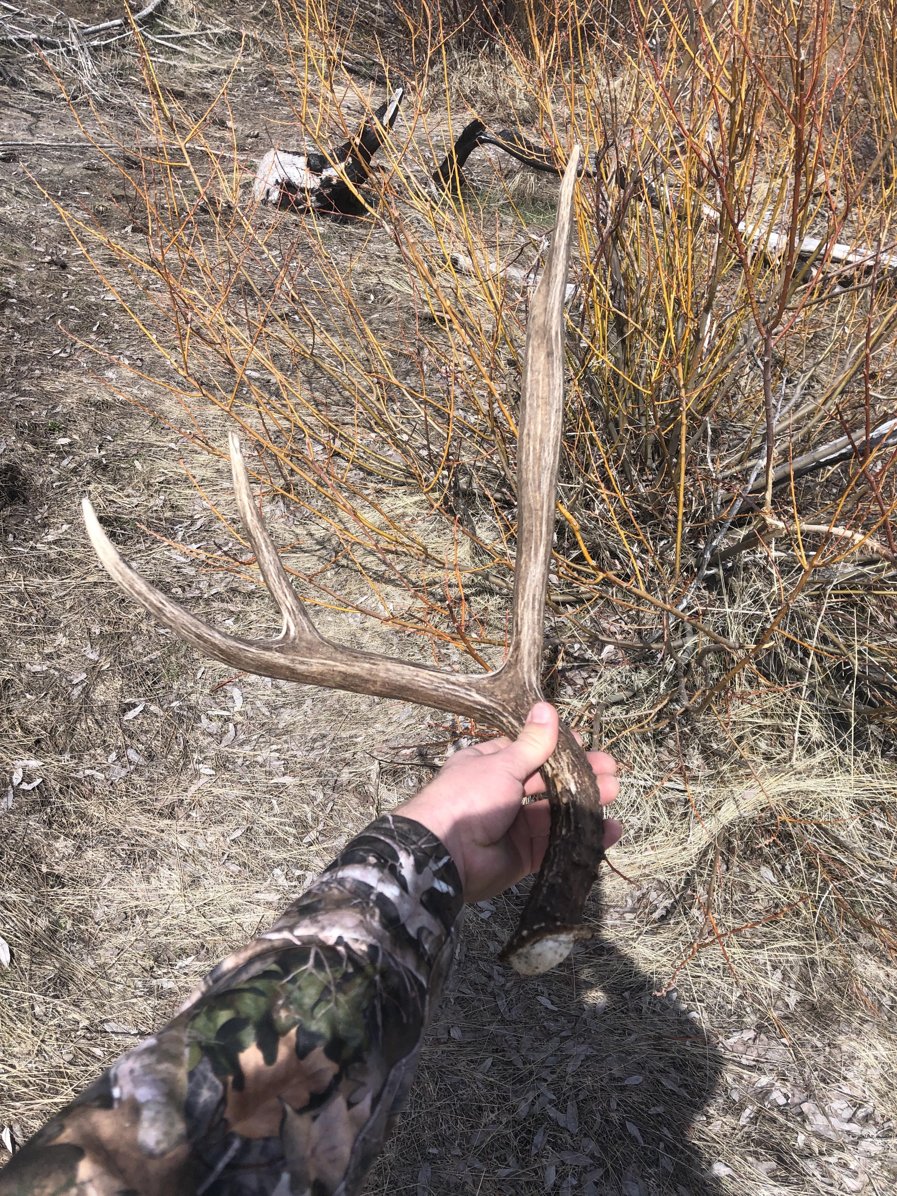 mule_deer_antler_shed_hunting_2021
