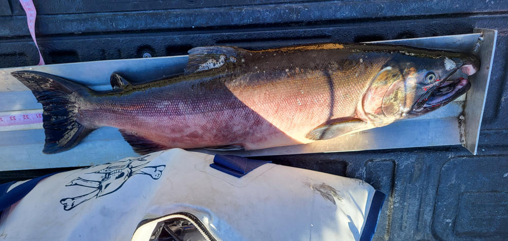 Record coho from Clearwater River October 2023