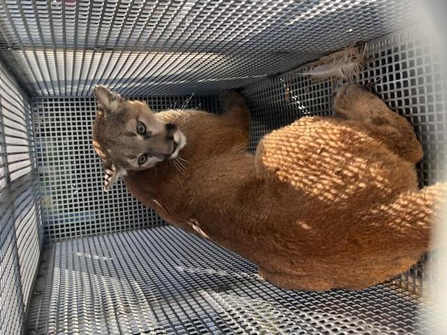 Young adult male mountain lion in crate 