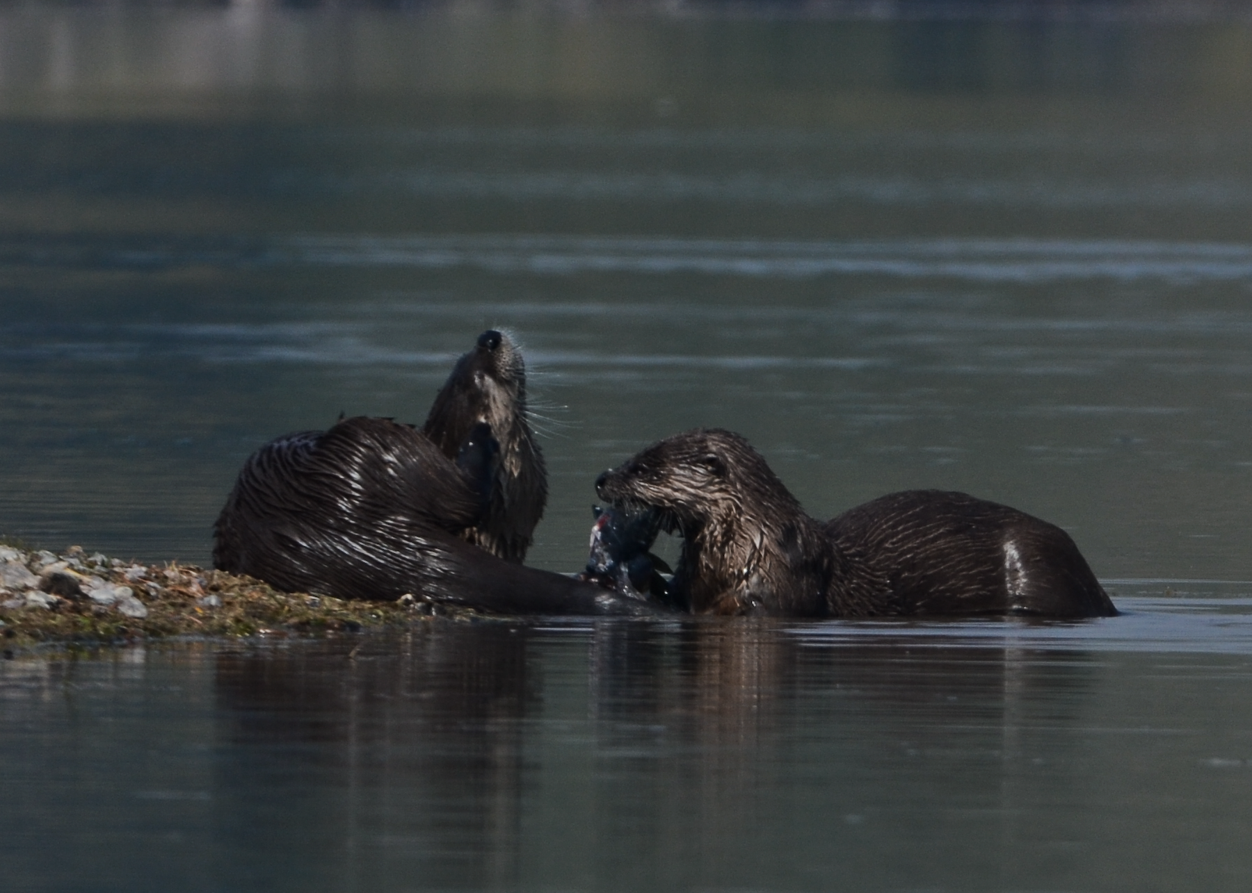 two river otters in water one eating a fish September 2012