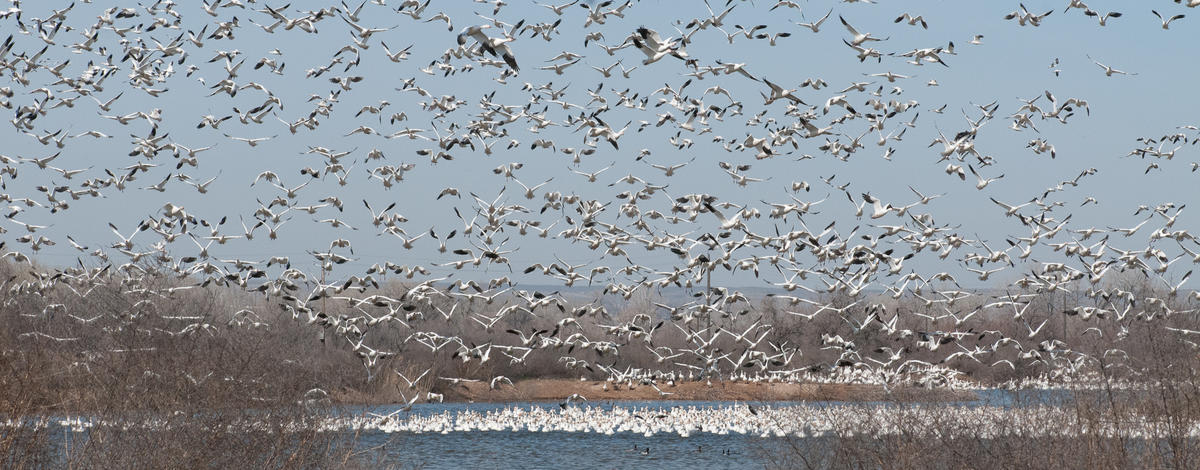 Fort Boise WMA snow geese in flght
