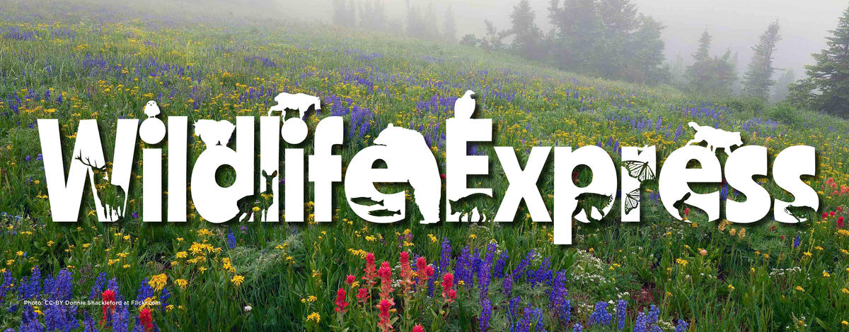 wildlife express logo in a mountain field of spring flowers