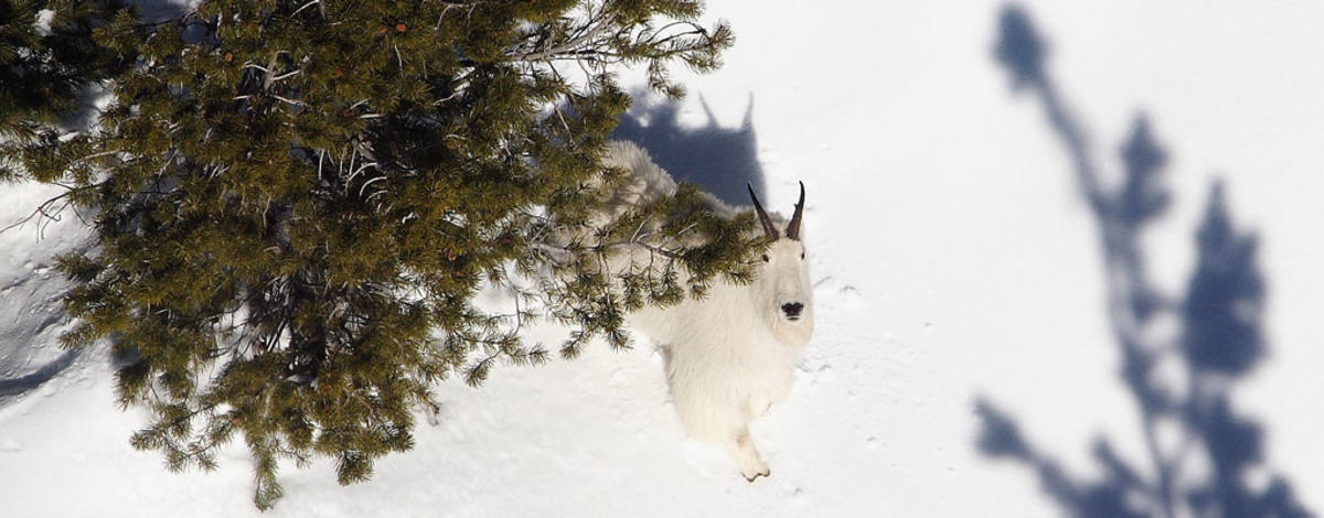 Mountain Goat snowy treeline from above / Photo by Tom Schrempp