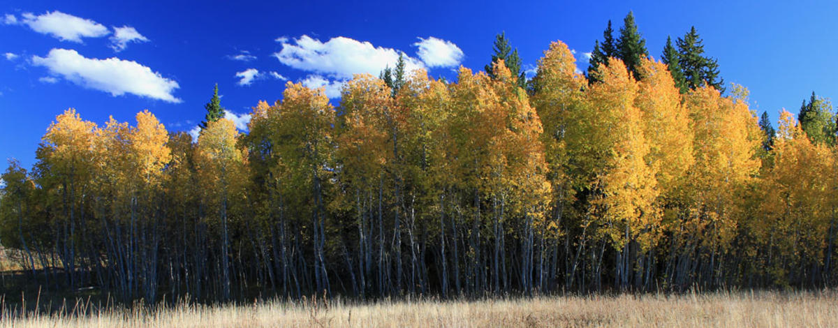 Quaking aspen / Photo by Mike Demick