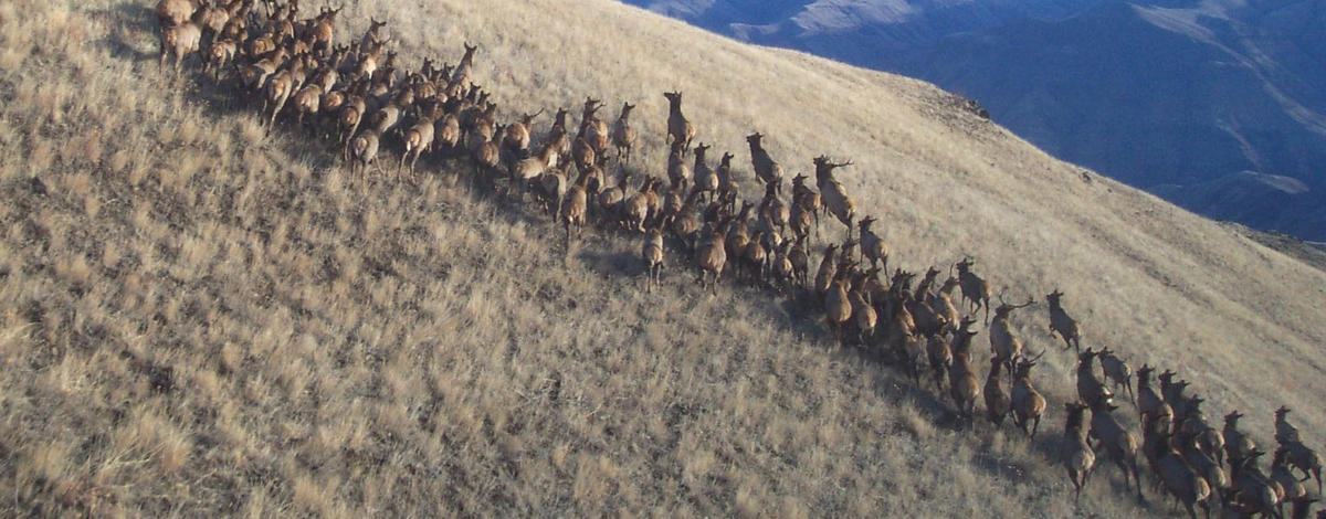 Elk herd on slope on Craig Mountain WMA