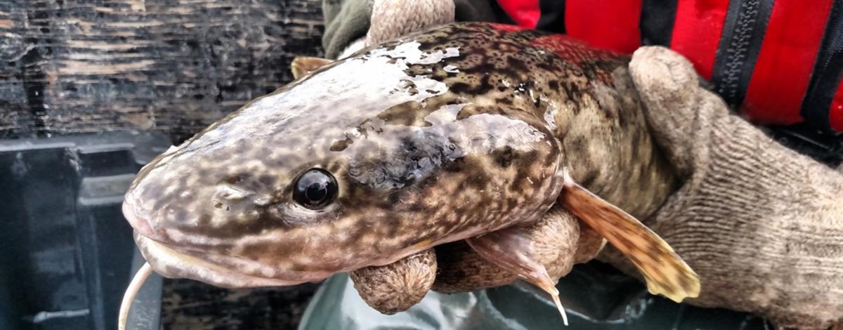 Adult Burbot collected from the Kootenai River
