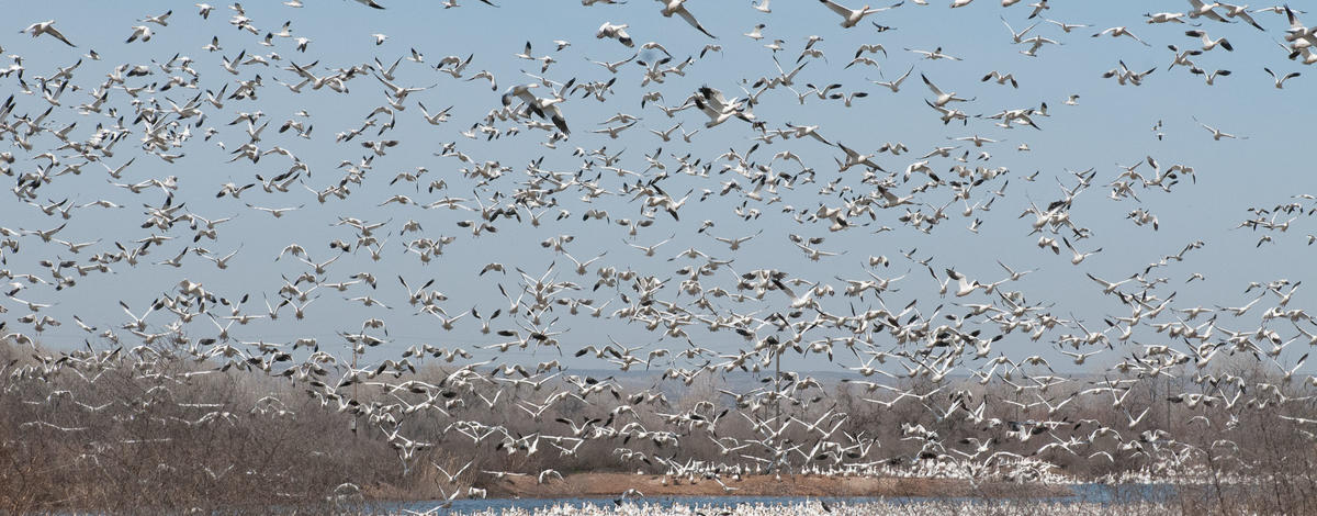 Fort Boise WMA snow geese in flight
