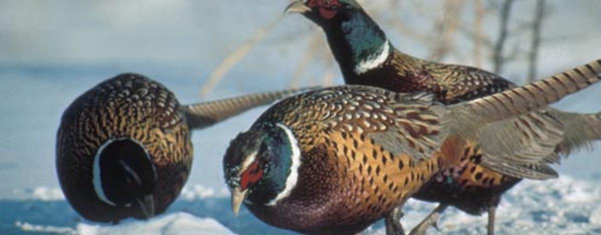 three ring necked pheasants looking for food in snow small photo
