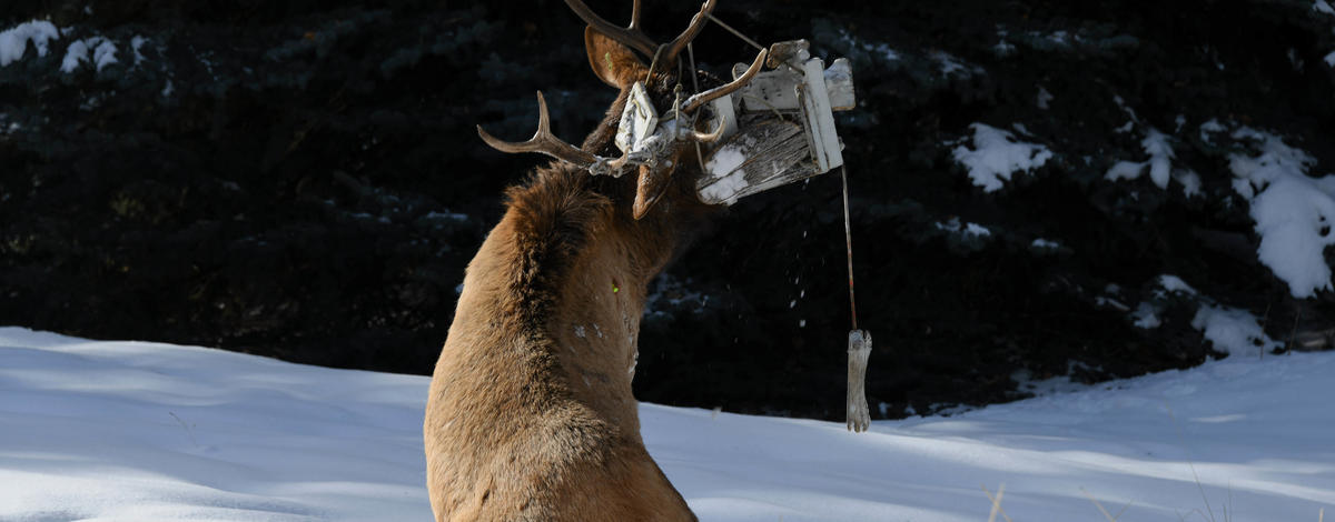 A bull elk entangled in a backyard swing in the Wood River Valley.