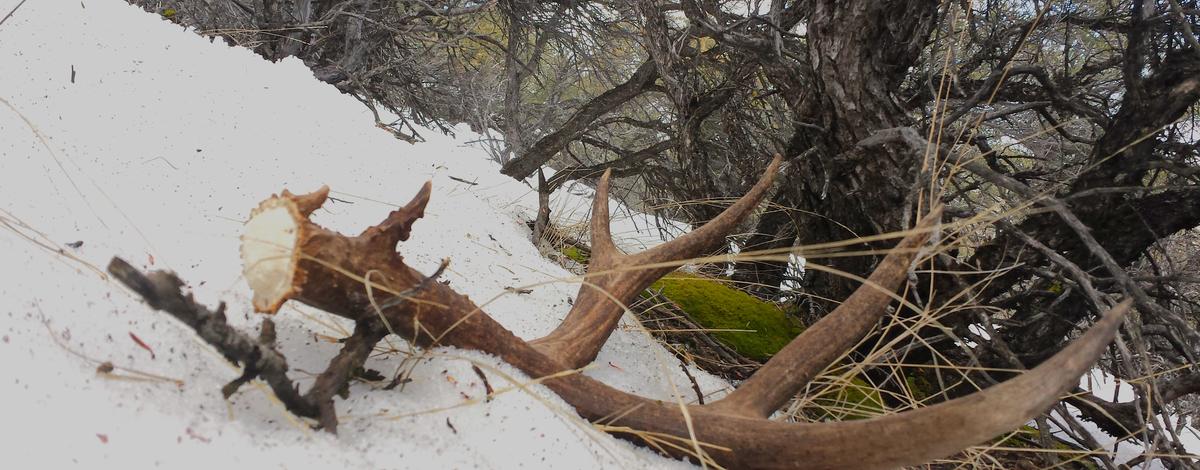 F&G Commission has set temporary closures on antler gathering