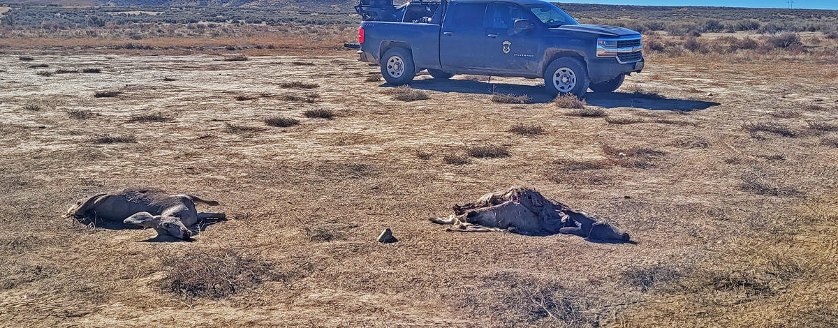 Two mule deer were left to waste near Hagerman in October