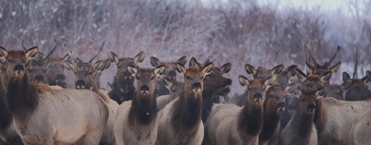 Large group of elk in winter landscape.