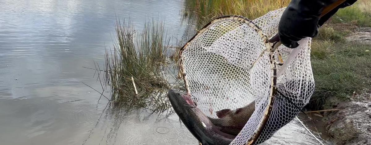 Two large rainbow trout being released into a pond from a handheld net.