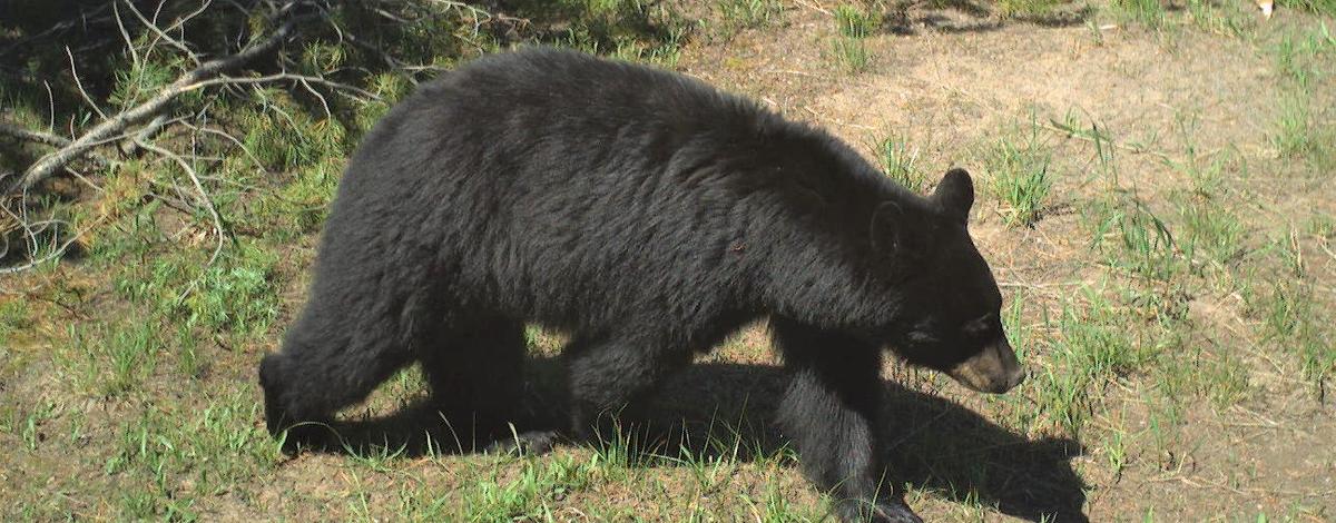 Black Bear walking