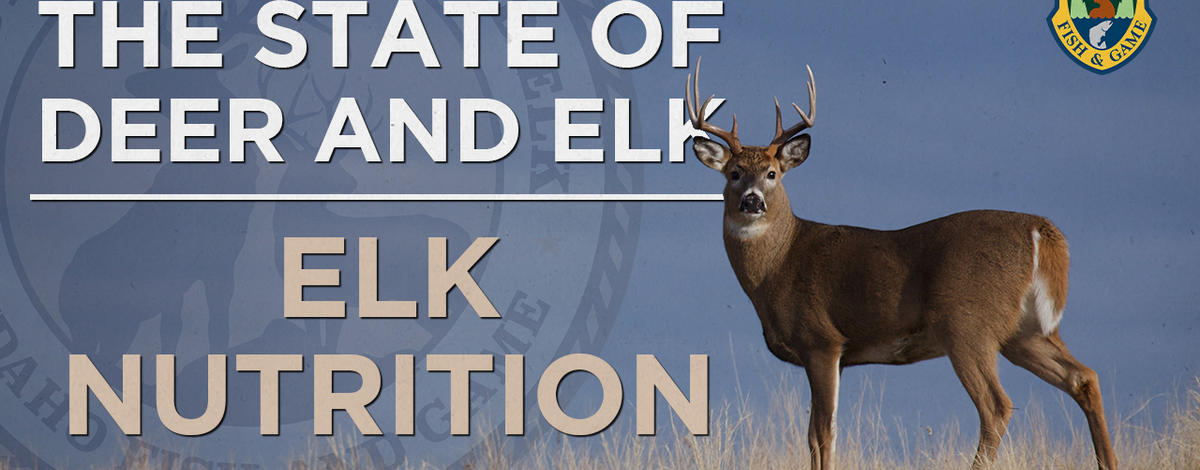 state of deer and elk ep8
