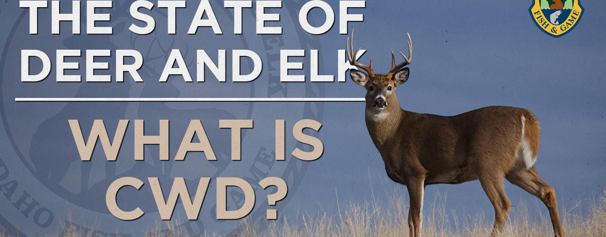 state_of_deer_and_elk_what_is_cwd_youtube_thumbnail.jpg