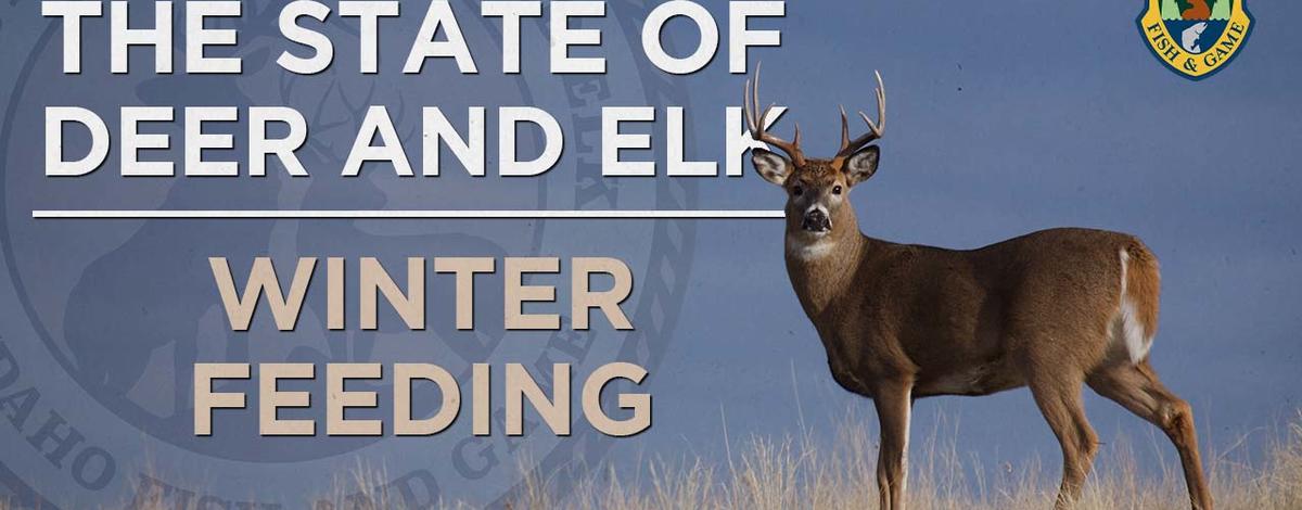 state of deer and elk winter feeding