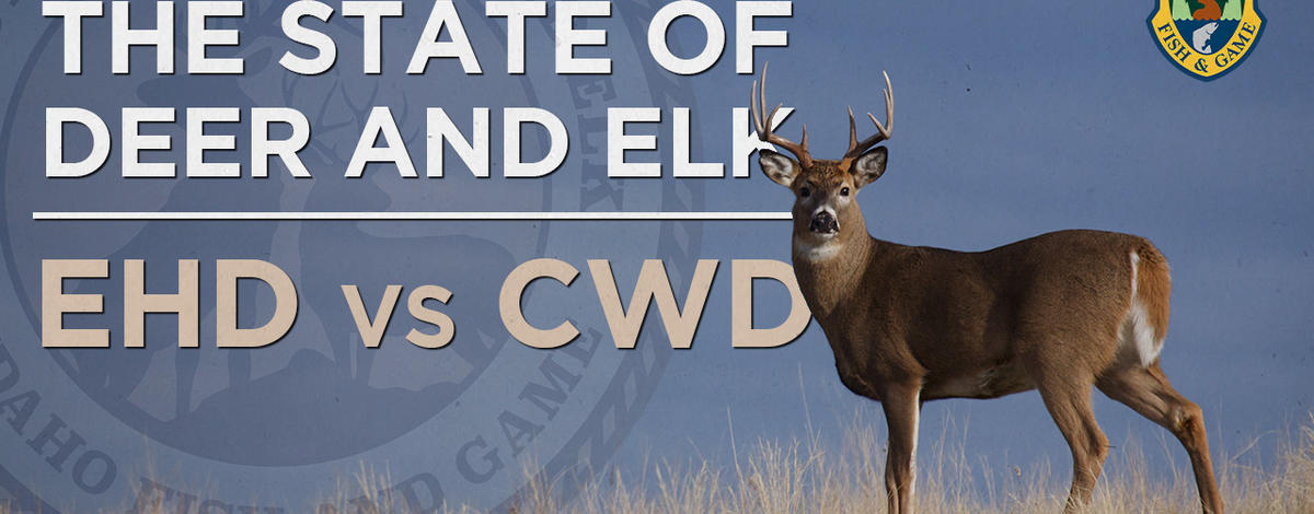 state_of_deer_and_elk_youtube_thumbnail_-_ehd_vs_cwd.jpg