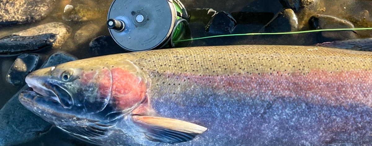Record steelhead from Clearwater River