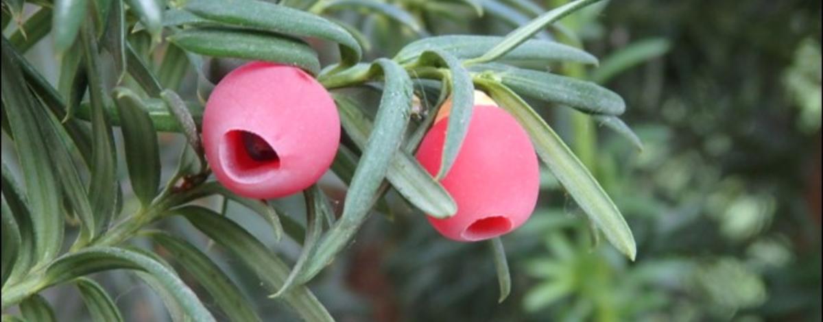 Ornamental Japanese yew are an extremely toxic plant to people and wildlife