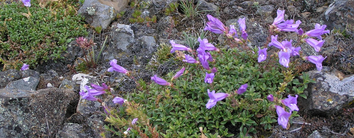 wildflowers growing in rocks 
