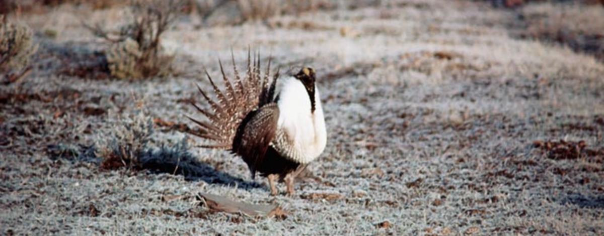 sage grouse with fan up small photo