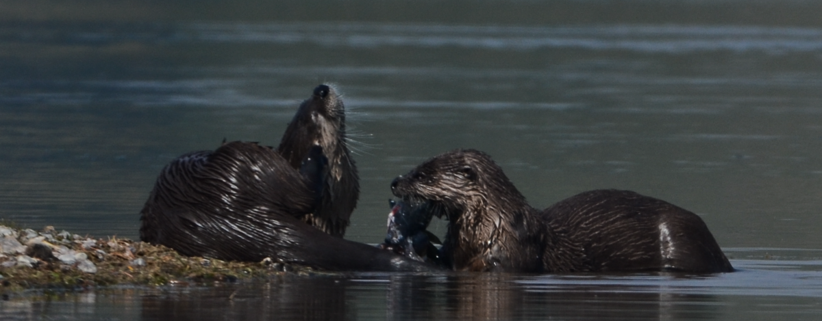two river otters in water one eating a fish September 2012
