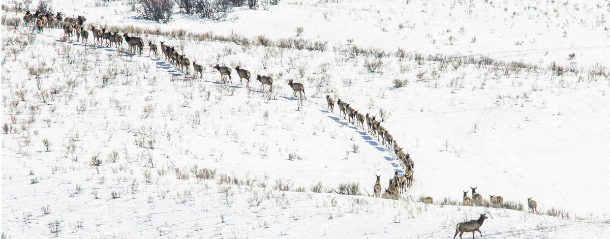 Tex Creek WMA elk in winter