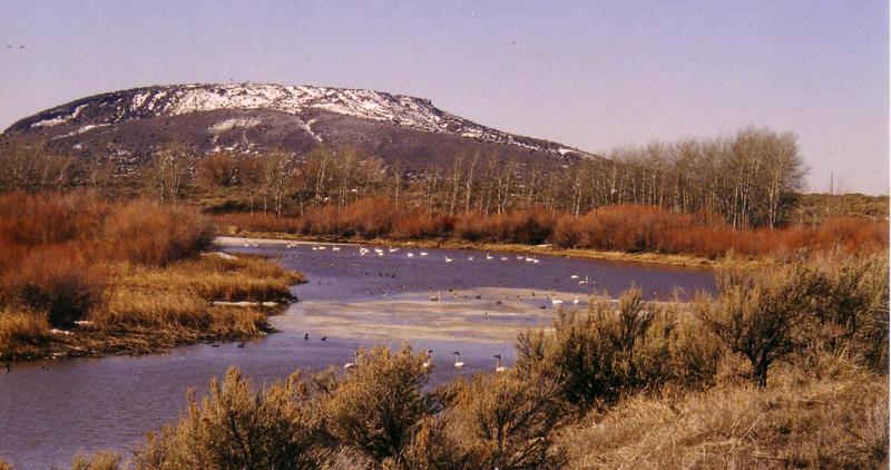 Cartier Slough Wildlife Management Area WMA trumpeter swans 2005 wide shot