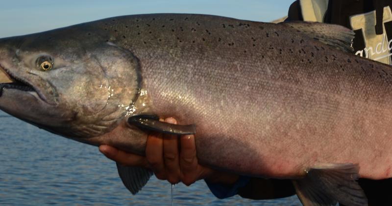 Close up of a fall Chinook