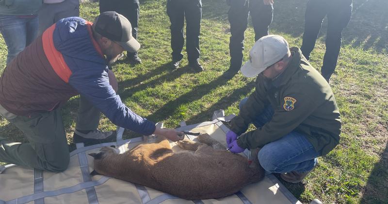 Two men with Idaho Fish and Game with sedated mountain lion on ground