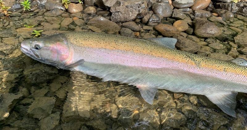 steelhead caught from the Clearwater River