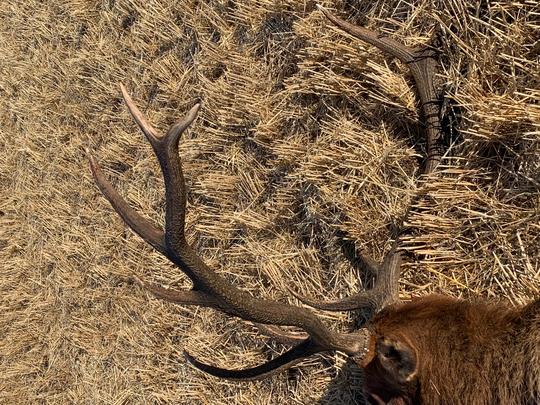 bull elk shot in Swan Valley 2019